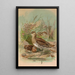 Gallinago gallinago - Johann Friedrich Naumann — gerahmtes Bild an der Wand
