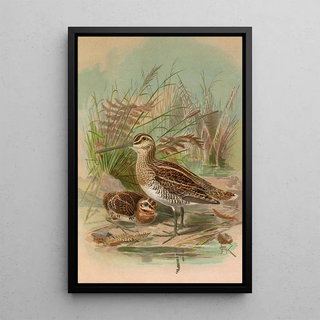 Johann Friedrich Naumann - Gallinago gallinago.webp