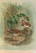 Gallinago gallinula - Johann Friedrich Naumann — Ansicht des Kunstwerks