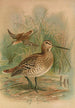 Gallinago major - Johann Friedrich Naumann — Ansicht des Kunstwerks