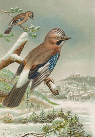 Johann Friedrich Naumann - Garrulus glandarius.webp
