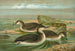 Gavia arctica L, Arktischer Tauchgans - Johann Friedrich Naumann — Ansicht des Kunstwerks