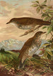 Geocichla mollissima - Johann Friedrich Naumann — Ansicht des Kunstwerks
