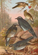 Geocichla sibirica - Johann Friedrich Naumann — Ansicht des Kunstwerks