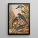 Geocichla sibirica - Johann Friedrich Naumann — gerahmtes Bild an der Wand