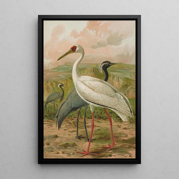 Johann Friedrich Naumann - Grus virgo Grus leucogeranus Pall.webp