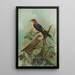 Hirundo rufula Temm Biblis rupestris - Johann Friedrich Naumann — gerahmtes Bild an der Wand
