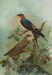 Hirundo rufula Temm Biblis rupestris - Johann Friedrich Naumann — Ansicht des Kunstwerks