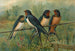 Hirundo rustica Hirundo rustica Savignii - Johann Friedrich Naumann — Ansicht des Kunstwerks