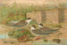 Hydrochelidon hybrida Hydrochelidon fissipes Hydrochelidon nigra - Johann Friedrich Naumann — Ansicht des Kunstwerks