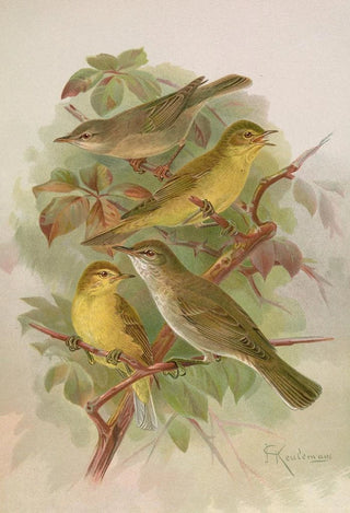 Johann Friedrich Naumann - Hypolais pallida philomela polyglotta olivetorum.webp