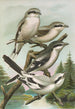 Lanius excubitor borealis Lanius meridionalis Lanius excubitor Homeyeri - Johann Friedrich Naumann — Ansicht des Kunstwerks