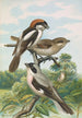 Lanius minor Lanius senator - Johann Friedrich Naumann — Ansicht des Kunstwerks