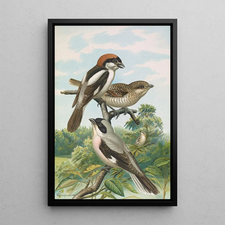 Johann Friedrich Naumann - Lanius minor Lanius senator.webp