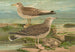 Larus canus Larus argentatus Brunn - Johann Friedrich Naumann — Ansicht des Kunstwerks