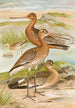 Limosa limosa Limosa lapponica - Johann Friedrich Naumann — Ansicht des Kunstwerks