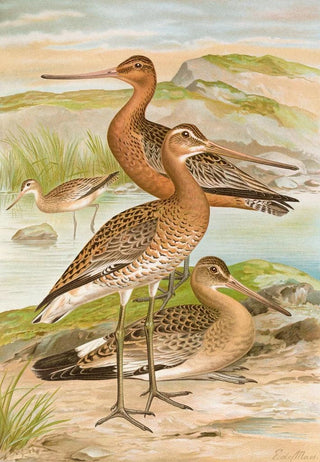 Johann Friedrich Naumann - Limosa limosa Limosa lapponica.webp