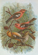 Loxia leucoptera Gm Loxia bifasciata Brehm - Johann Friedrich Naumann — Ansicht des Kunstwerks