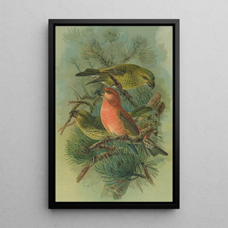 Johann Friedrich Naumann - Loxia pityopsittacus Bechst.webp