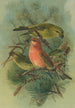Loxia pityopsittacus Bechst - Johann Friedrich Naumann — Ansicht des Kunstwerks