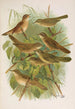Lusciniola fuscata melanopogon Locustella naevia luscinioides certhiola - Johann Friedrich Naumann — Ansicht des Kunstwerks