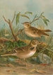 Melanocorypha calandra Lullula arborea - Johann Friedrich Naumann — Ansicht des Kunstwerks