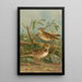 Melanocorypha calandra Lullula arborea - Johann Friedrich Naumann — gerahmtes Bild an der Wand