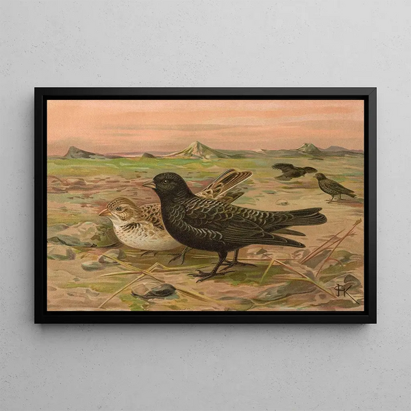 Johann Friedrich Naumann - Melanocorypha yeltoniensis.webp