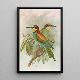 Johann Friedrich Naumann - Merops apiaster.webp