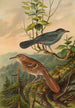 Mimus carolinensis Harporhynchus rufus - Johann Friedrich Naumann — Ansicht des Kunstwerks