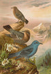 Monticola cyanus - Johann Friedrich Naumann — Ansicht des Kunstwerks