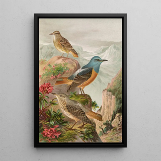 Johann Friedrich Naumann - Monticola saxatilis.webp