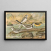 Motacilla alba, Motacilla boarula - Johann Friedrich Naumann — gerahmtes Bild an der Wand