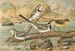 Motacilla alba, Motacilla boarula - Johann Friedrich Naumann — Ansicht des Kunstwerks
