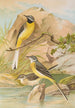 Motacilla boarula - Johann Friedrich Naumann — Ansicht des Kunstwerks