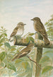 Muscicapa grisola Muscicapa atricapilla - Johann Friedrich Naumann — Ansicht des Kunstwerks