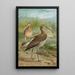Numenius arcuatus - Johann Friedrich Naumann — gerahmtes Bild an der Wand