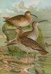Numenius phaeopus Numenius tenuirostris Vieill - Johann Friedrich Naumann — Ansicht des Kunstwerks