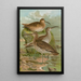 Numenius phaeopus Numenius tenuirostris Vieill - Johann Friedrich Naumann — gerahmtes Bild an der Wand