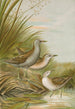 Ortygometra parva - Johann Friedrich Naumann — Ansicht des Kunstwerks