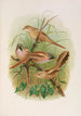 Panurus biarmicus - Johann Friedrich Naumann — Ansicht des Kunstwerks