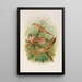 Panurus biarmicus - Johann Friedrich Naumann — gerahmtes Bild an der Wand