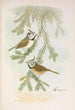 Parus cristatus - Johann Friedrich Naumann — Ansicht des Kunstwerks