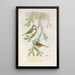 Parus cristatus - Johann Friedrich Naumann — gerahmtes Bild an der Wand