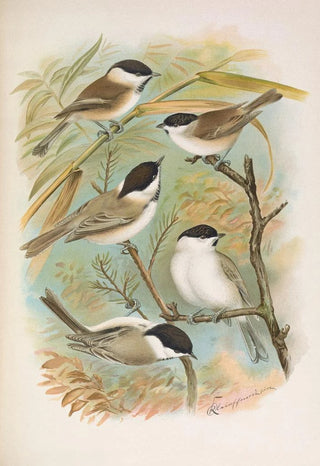 Johann Friedrich Naumann - Parus salicarius montanus borealis Liljeborg Dresseri meridionalis Liljeborg.webp