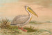 Weißer Pelikan - Johann Friedrich Naumann — Ansicht des Kunstwerks