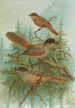 Perisoreus infaustus - Johann Friedrich Naumann — Ansicht des Kunstwerks