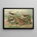 Phalaropus fulicarius Phalaropus lobatus - Johann Friedrich Naumann — gerahmtes Bild an der Wand