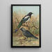 Pica pica Lycus monedula - Johann Friedrich Naumann — gerahmtes Bild an der Wand