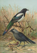 Pica pica Lycus monedula - Johann Friedrich Naumann — Ansicht des Kunstwerks